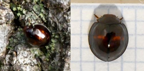 Réf. 218 978 : Chilocorus bipustulatus